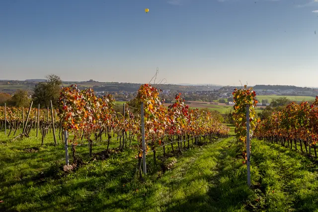 Murr. herbstliche Stimmung in den Weinbergen an der Honatskelter.